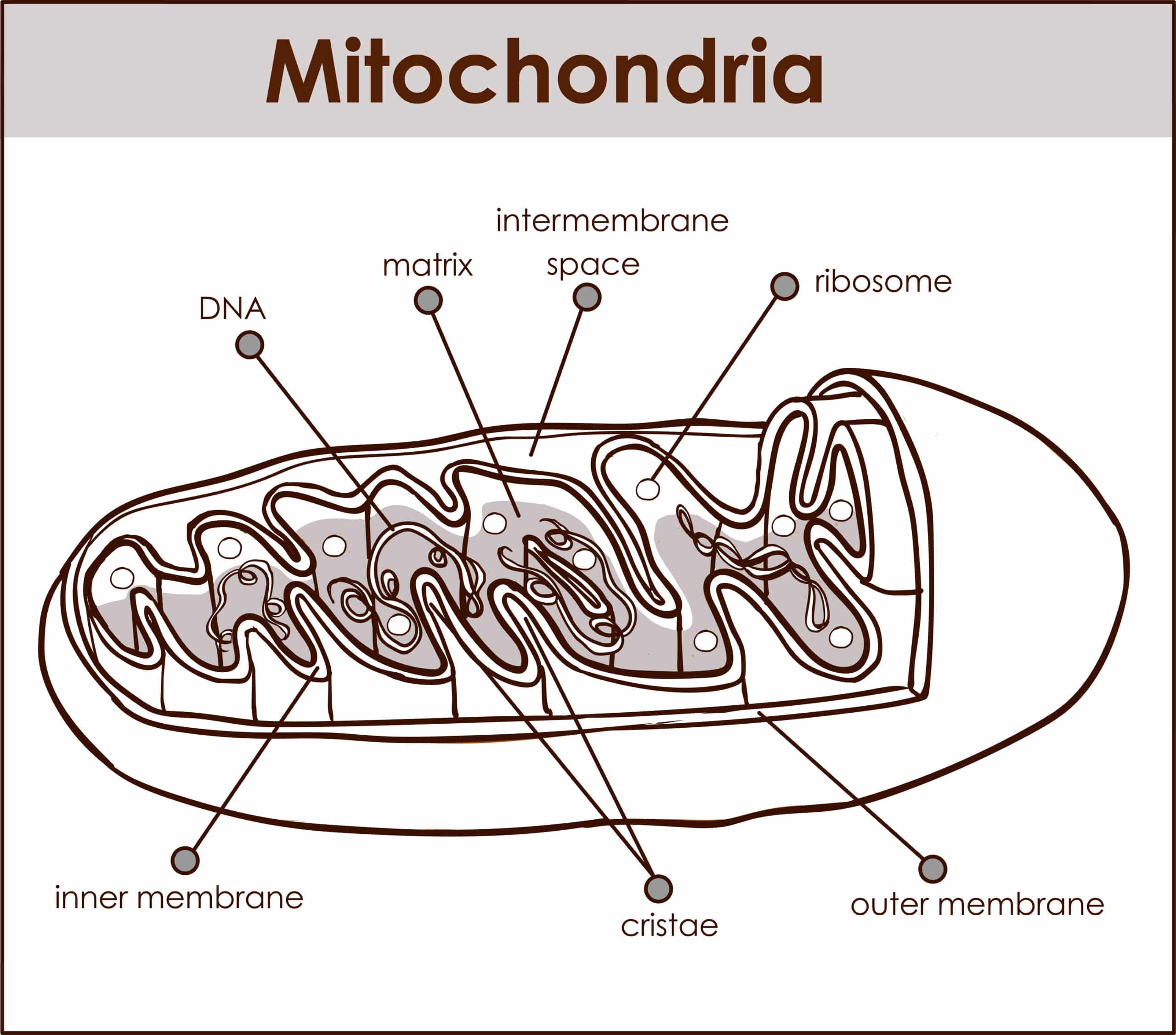 Vector illustrator of cross section of mitochondria.